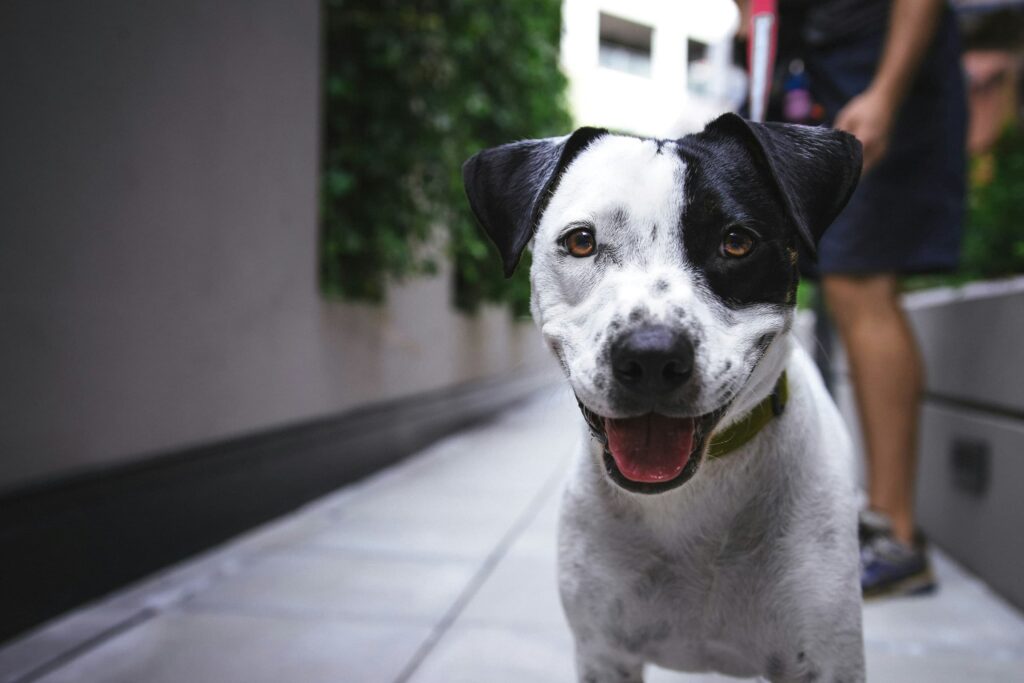 Helathy paws vs Embrace pet insurance